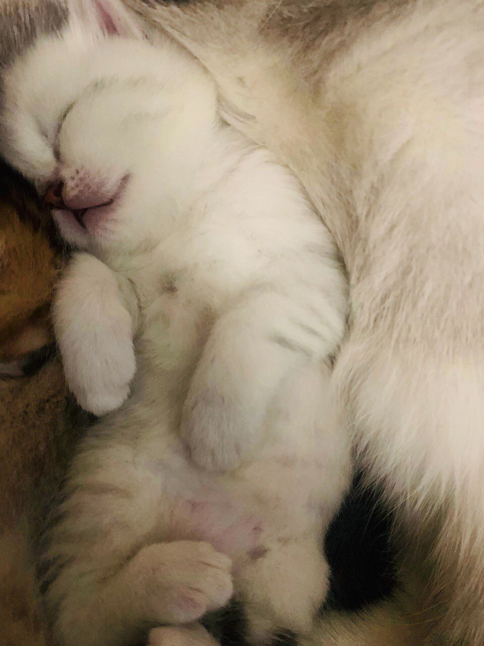 Шиншиловий котенок под бронь