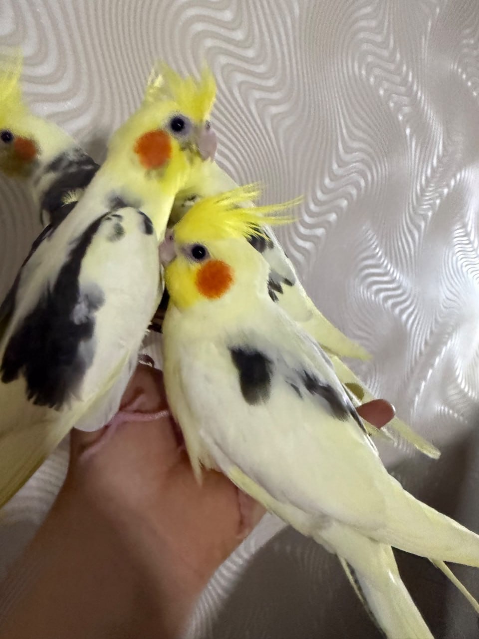 РУЧНЫЕ КОРЕЛЛЫ птенцы выкормыши