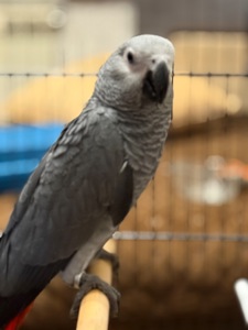 Птенцы выкормвши попугая Жако малыши