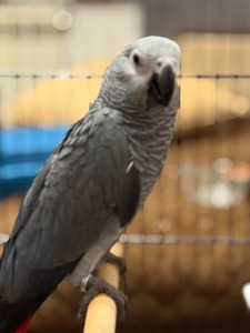 Птенцы выкормвши попугая Жако малыши