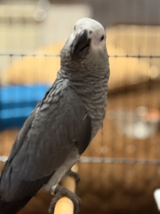 Птенцы выкормвши попугая Жако малыши