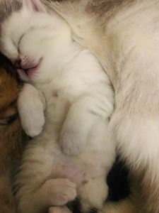 Шиншиловий котенок под бронь