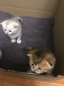 Шиншиловий котенок под бронь