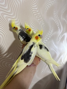 РУЧНЫЕ КОРЕЛЛЫ птенцы выкормыши