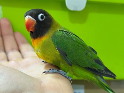 РУЧНЫЕ попугаи неразлучники