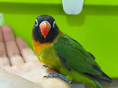 РУЧНЫЕ попугаи неразлучники