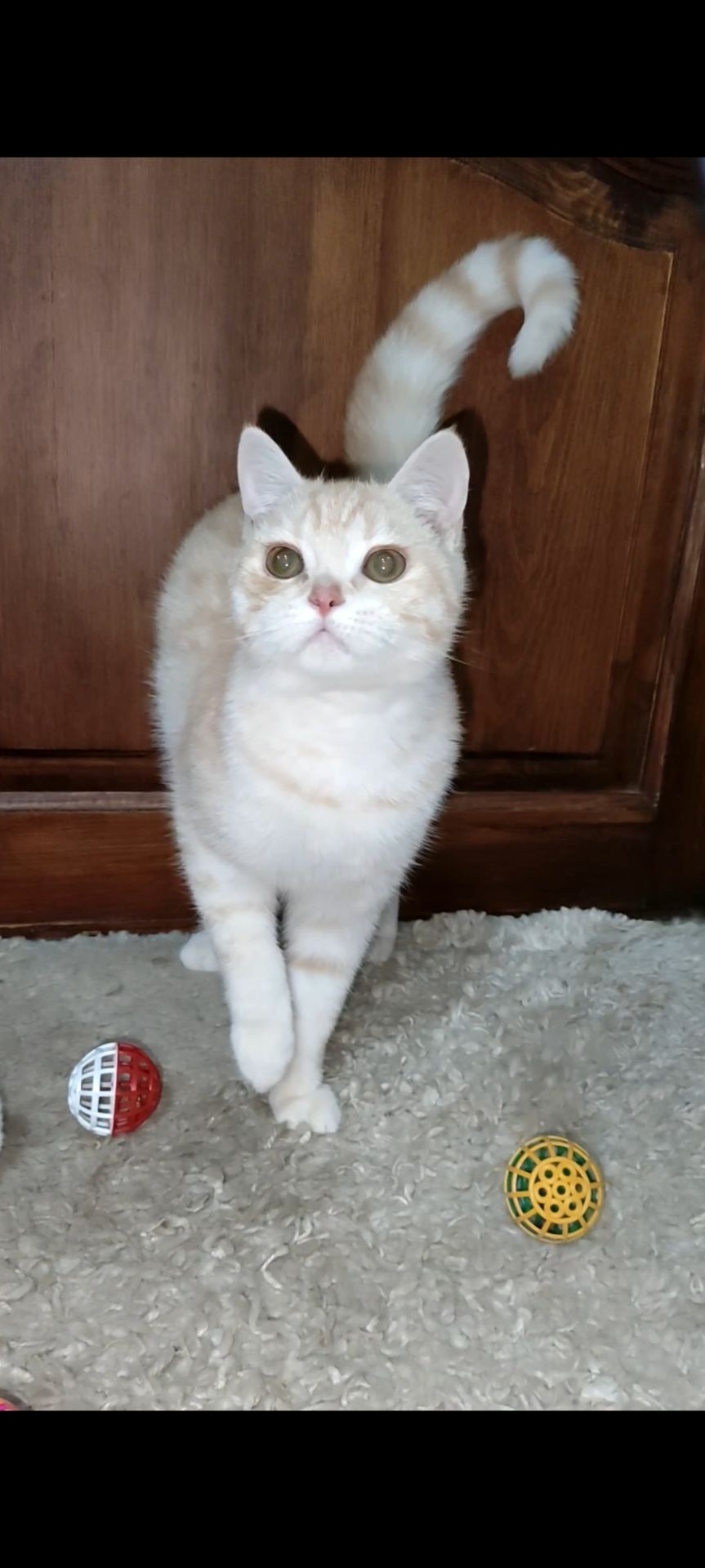 Рудий шотландський хлопчик