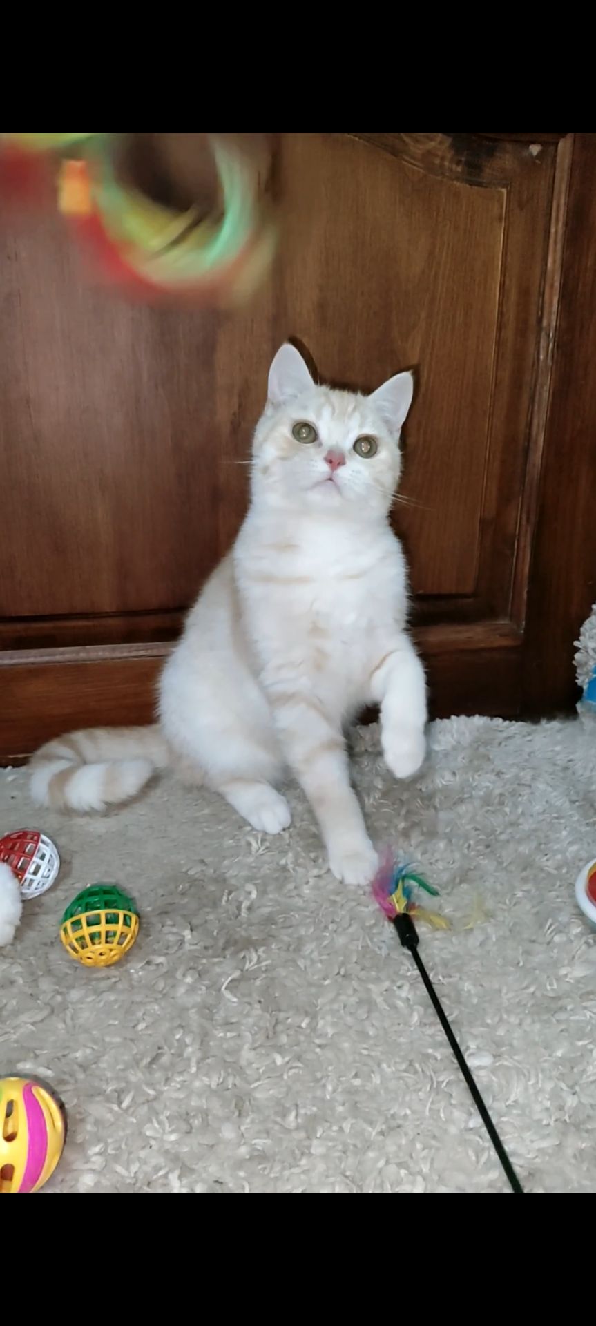 Рудий шотландський хлопчик