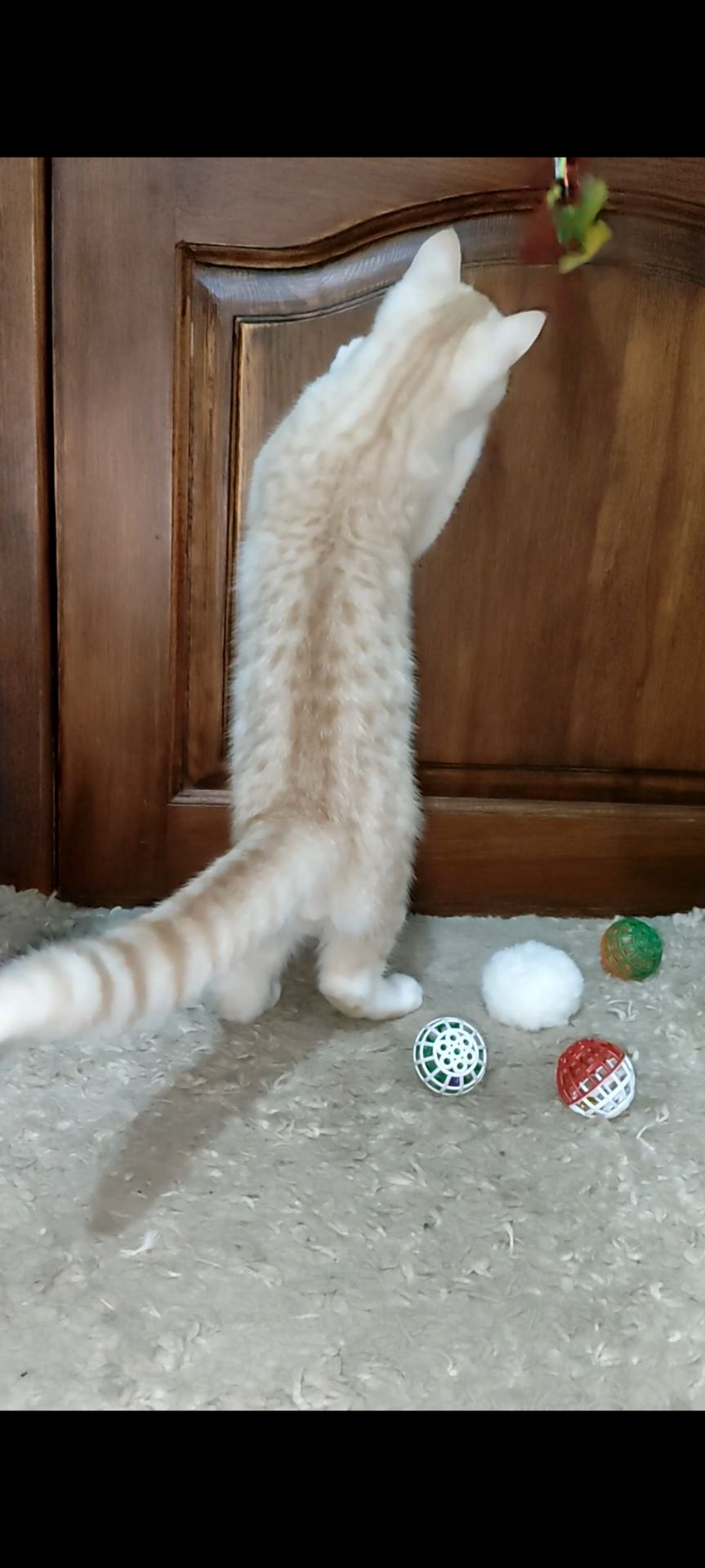 Рудий шотландський хлопчик