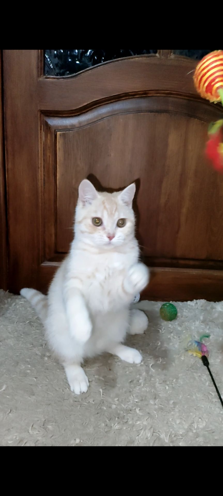 Рудий шотландський хлопчик