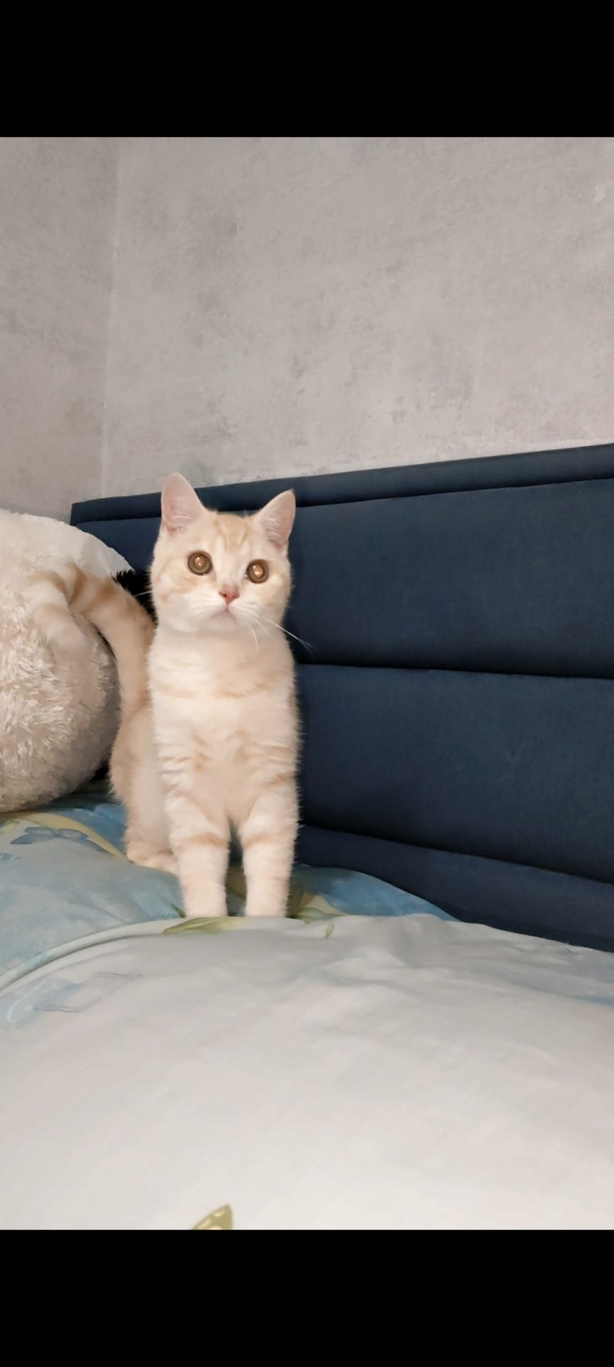 Рудий шотландський хлопчик