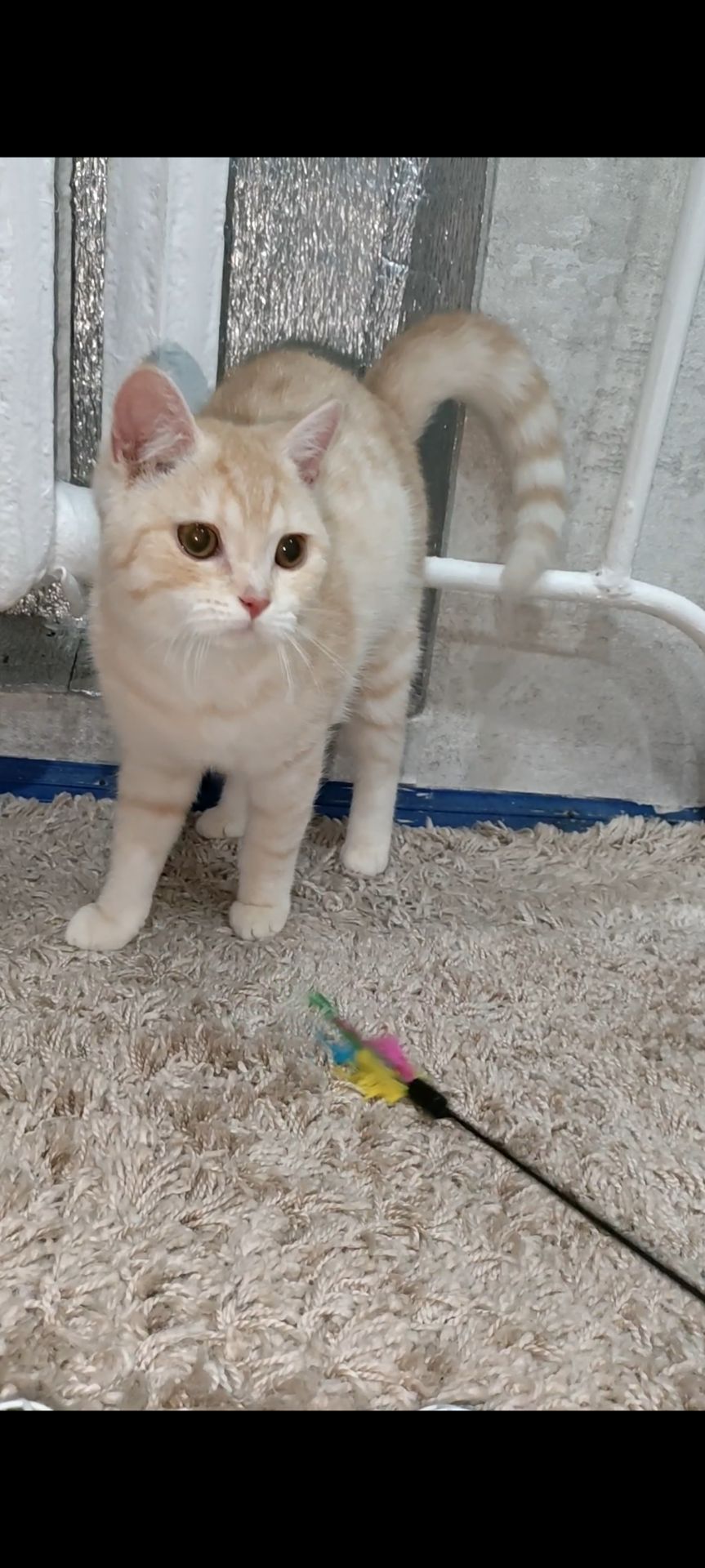 Рудий шотландський хлопчик