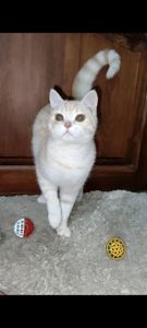 Рудий шотландський хлопчик