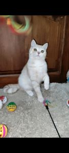 Рудий шотландський хлопчик