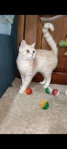 Рудий шотландський хлопчик