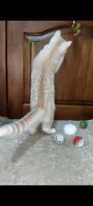 Рудий шотландський хлопчик