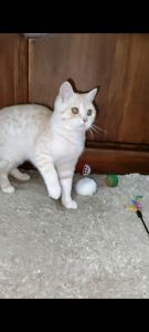 Рудий шотландський хлопчик