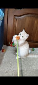 Рудий шотландський хлопчик