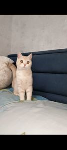 Рудий шотландський хлопчик