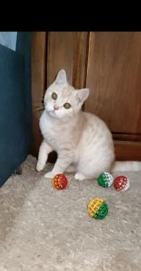 Рудий шотландський хлопчик