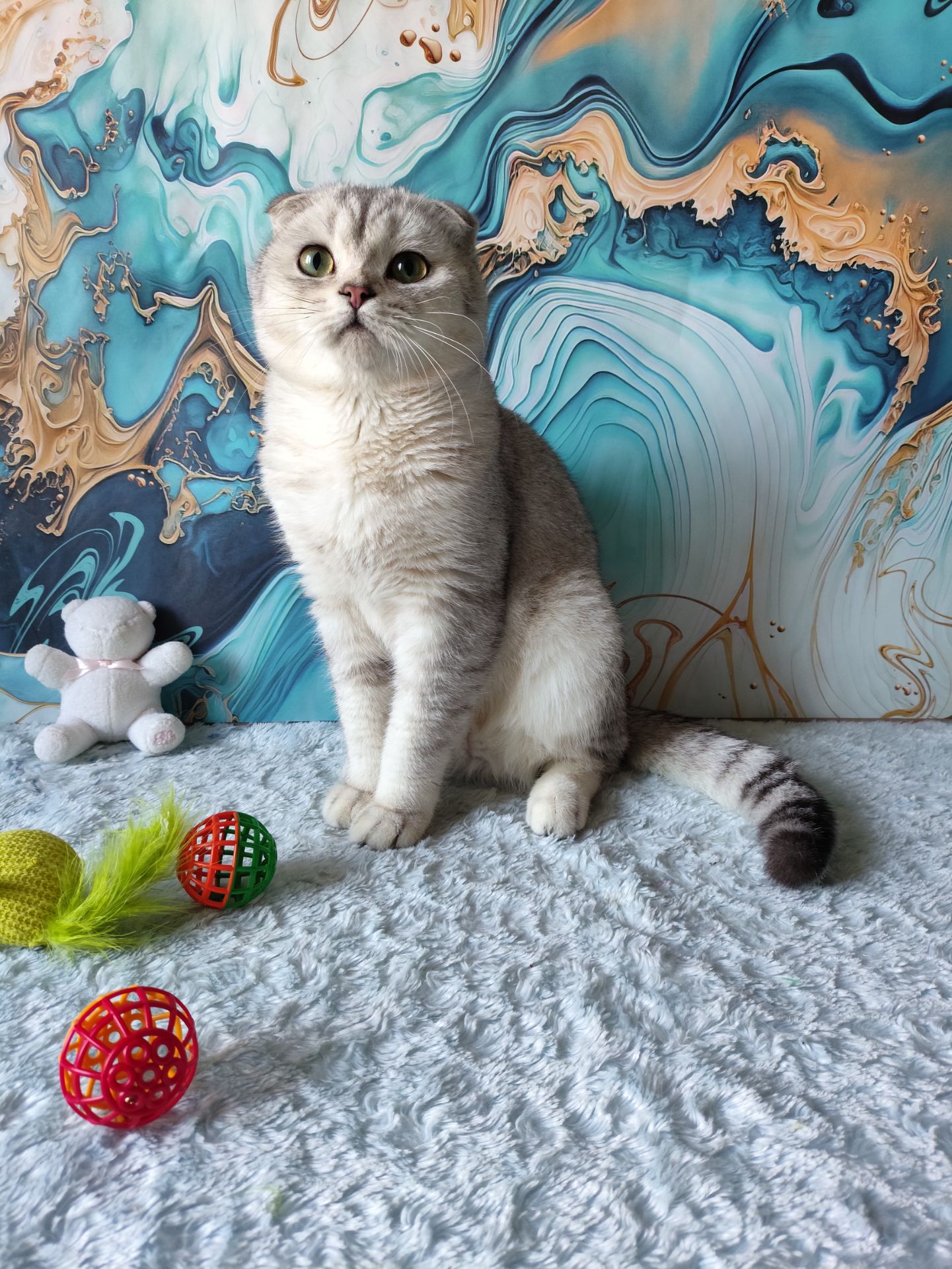 Хлопчик срібляста шиншила. Скотіш фолд