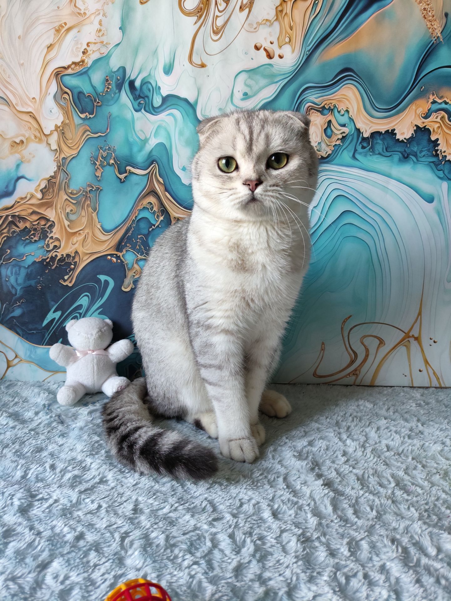 Хлопчик срібляста шиншила. Скотіш фолд