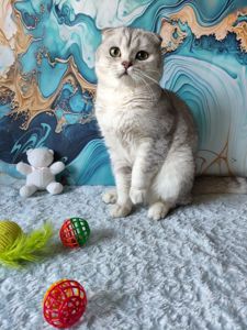 Хлопчик срібляста шиншила. Скотіш фолд