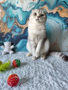 Хлопчик срібляста шиншила. Скотіш фолд