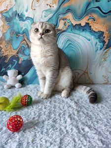 Хлопчик срібляста шиншила. Скотіш фолд