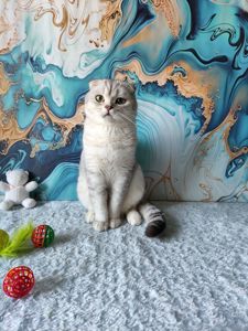 Хлопчик срібляста шиншила. Скотіш фолд