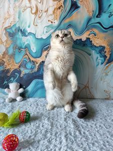 Хлопчик срібляста шиншила. Скотіш фолд