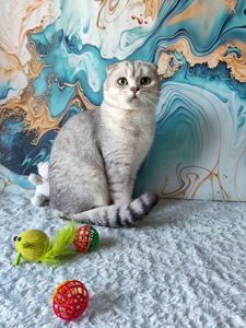 Хлопчик срібляста шиншила. Скотіш фолд