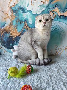 Хлопчик срібляста шиншила. Скотіш фолд