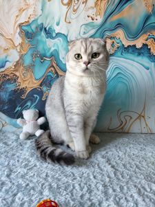 Хлопчик срібляста шиншила. Скотіш фолд
