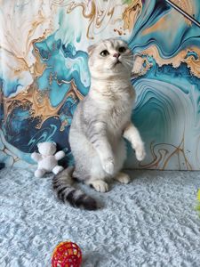 Хлопчик срібляста шиншила. Скотіш фолд