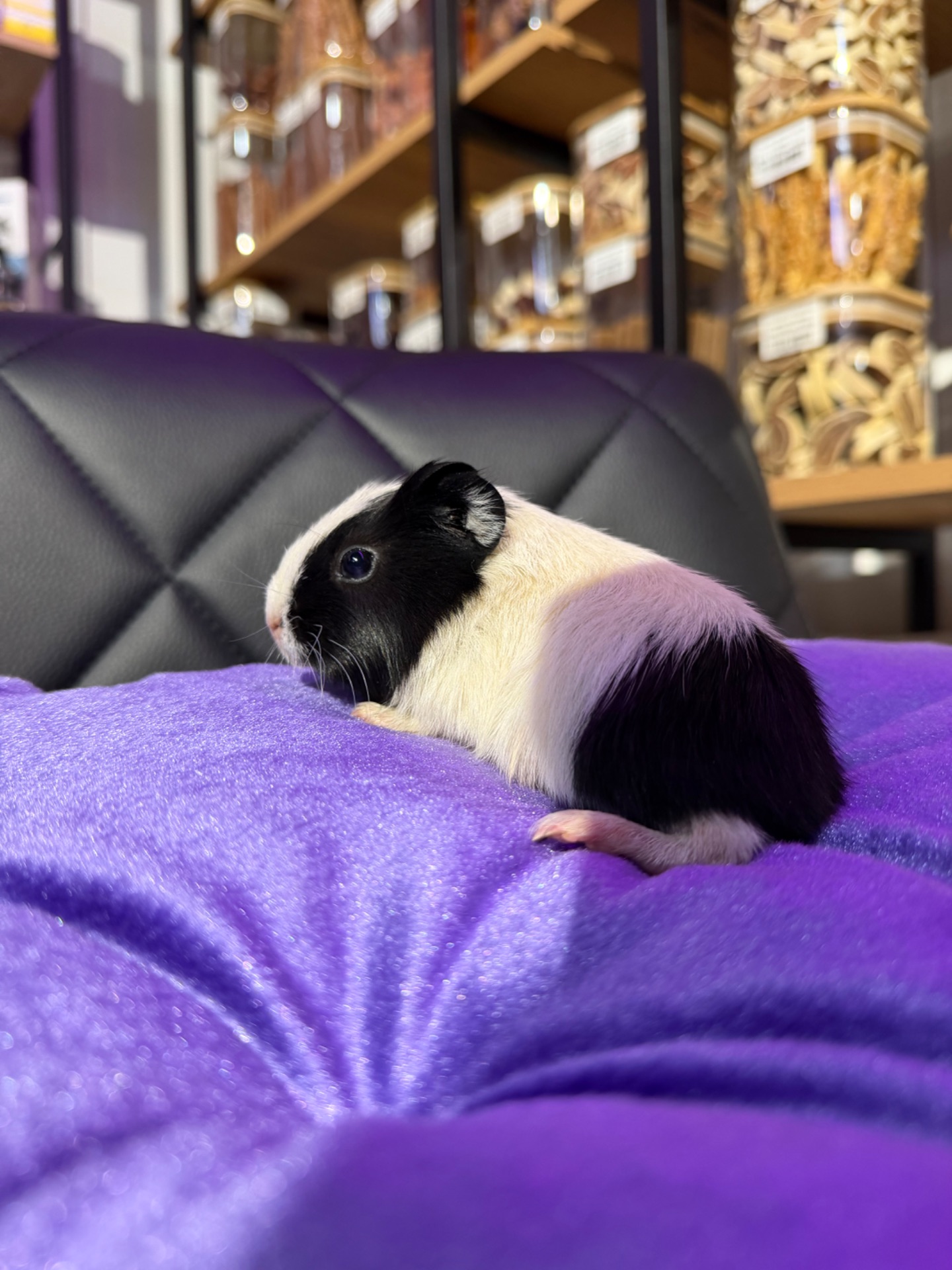 Морська свинка 🐹