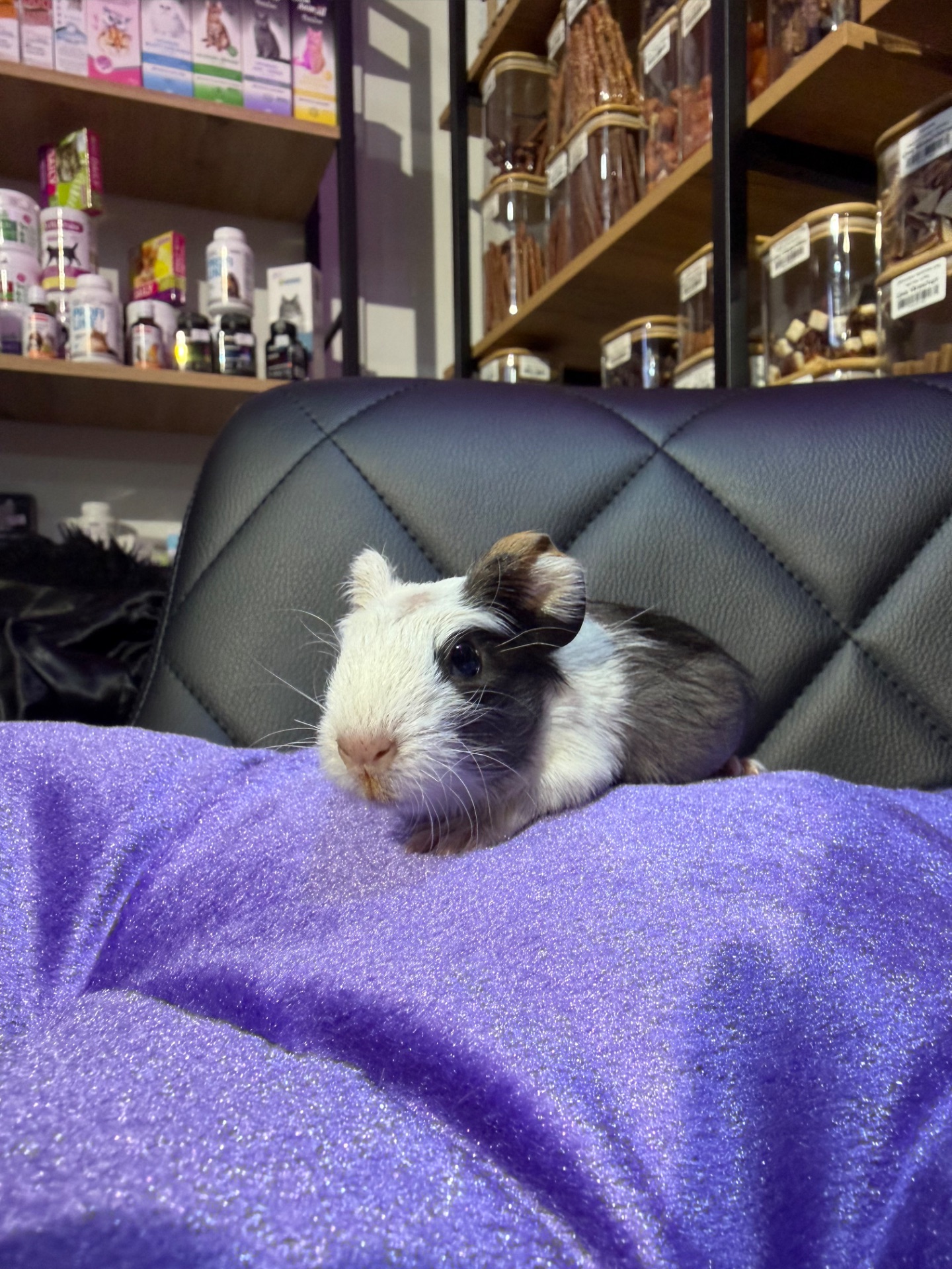 Морська свинка 🐹