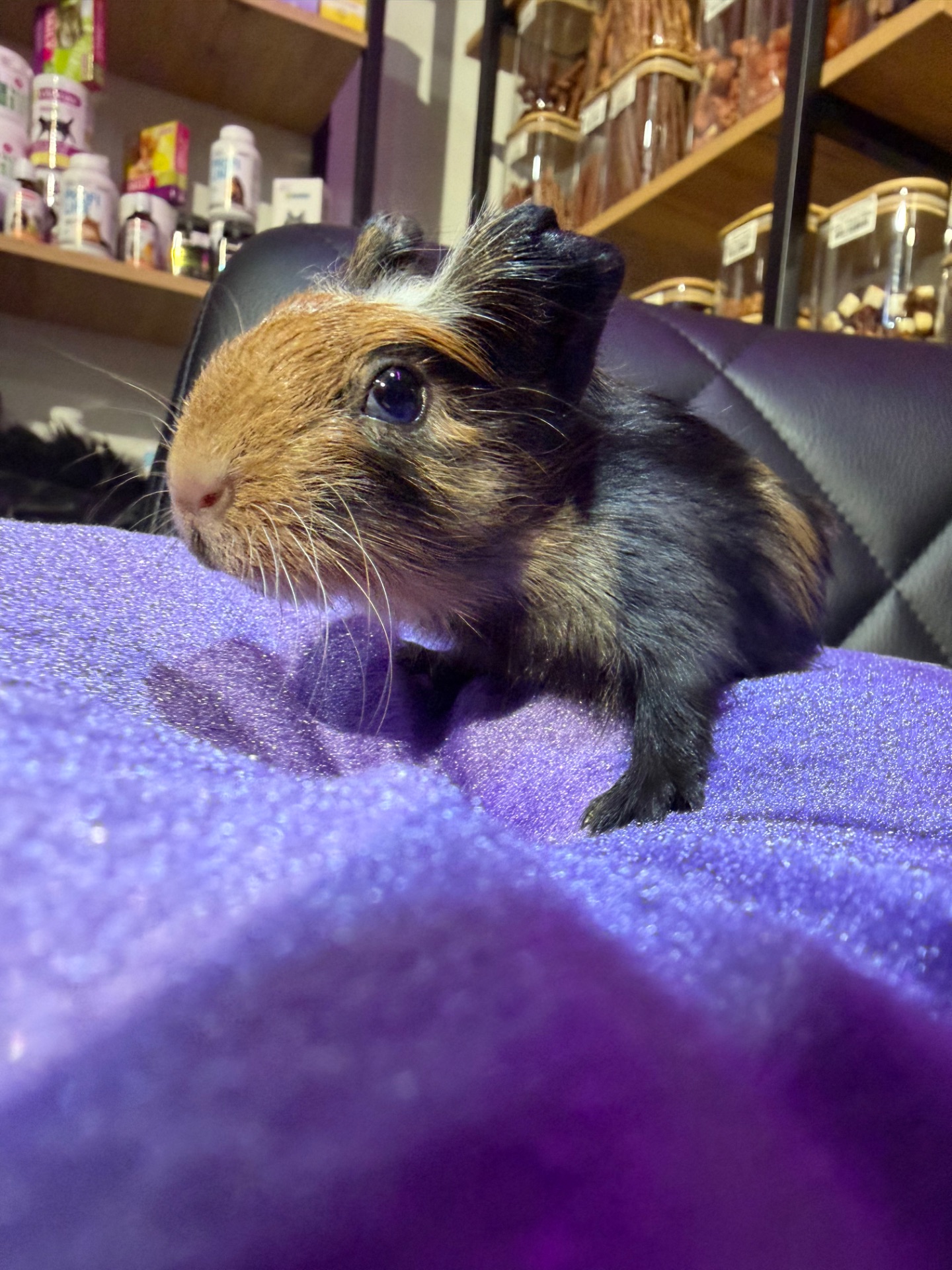 Морська свинка 🐹