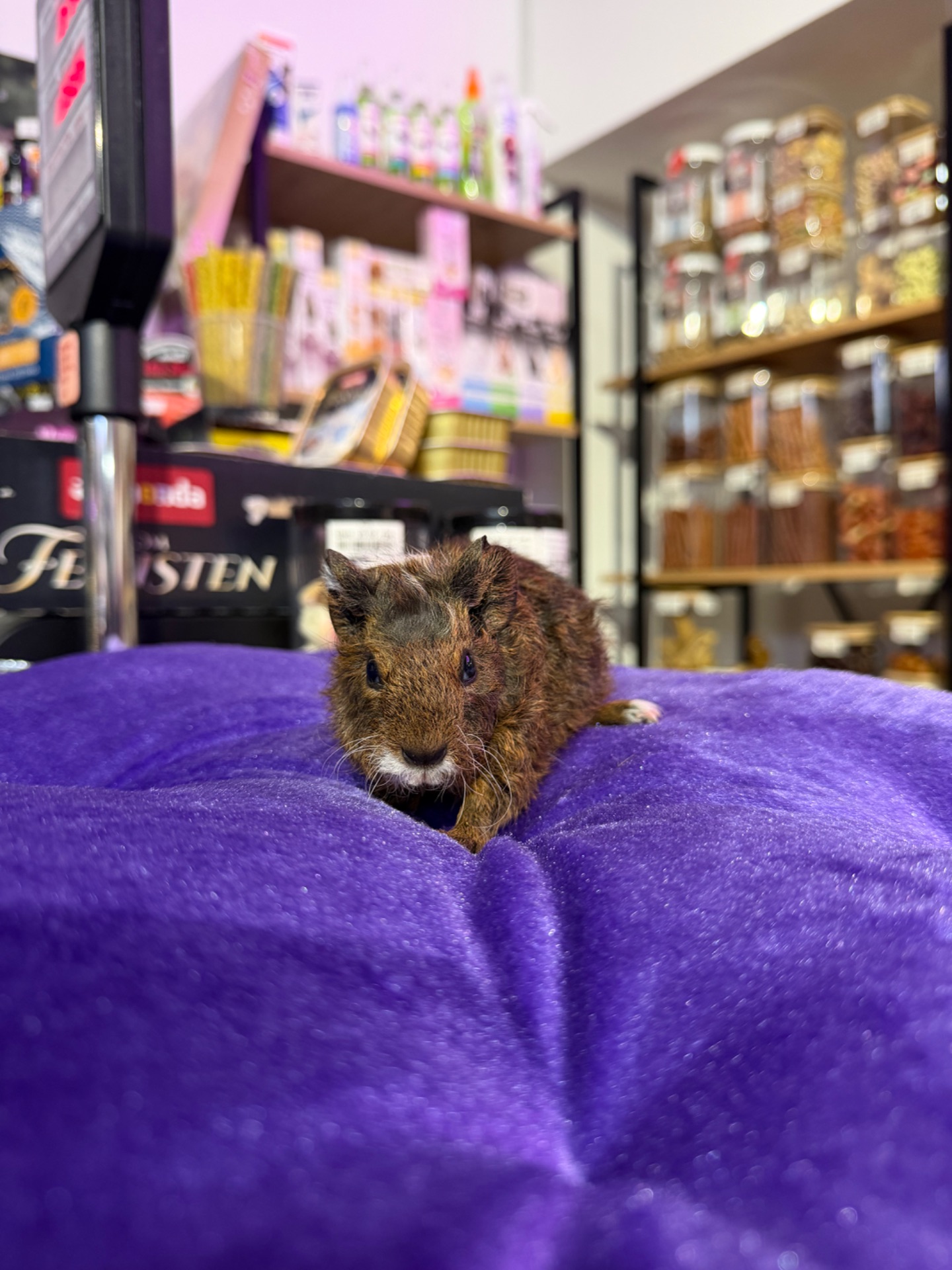 Морська свинка 🐹