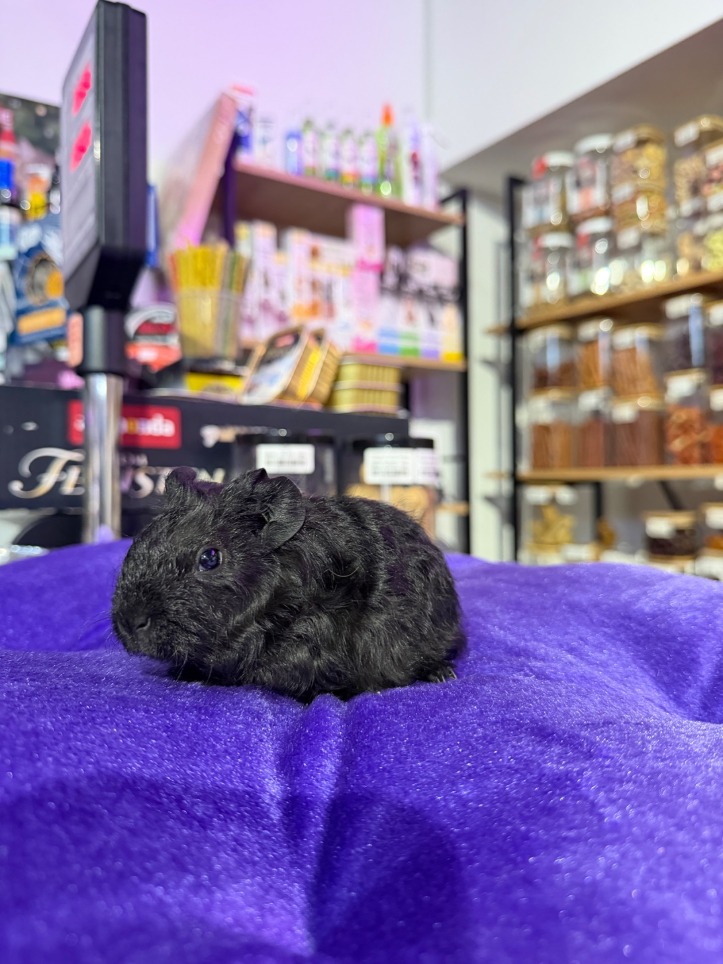 Морська свинка 🐹