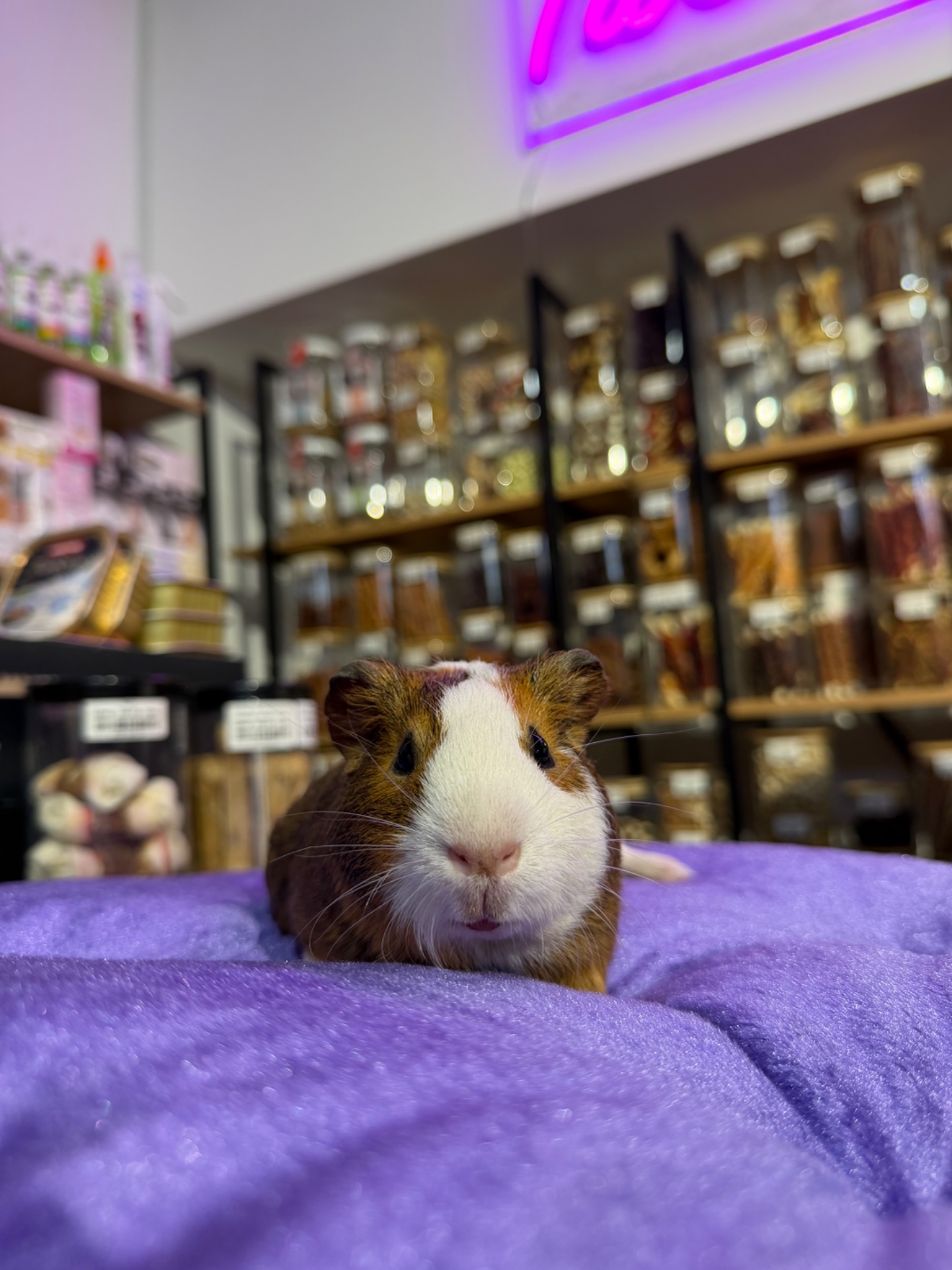 Морська свинка 🐹