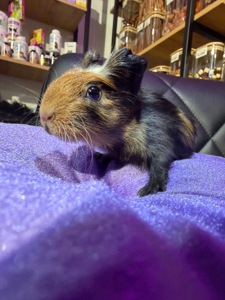 Морська свинка 🐹