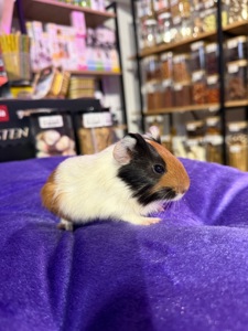 Морська свинка 🐹