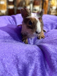 Морська свинка 🐹