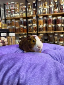 Морська свинка 🐹