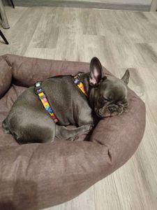 Продам французького бульдога