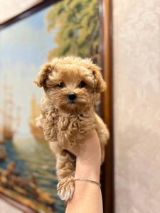 Хлопчик мальтіпу