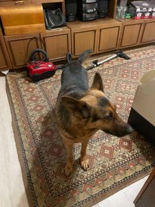 Кличка: Полкан Вік: 9 років