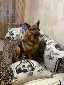 Кличка: Полкан Вік: 9 років