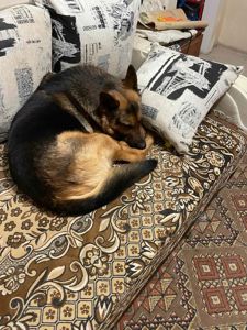 Кличка: Полкан Вік: 9 років